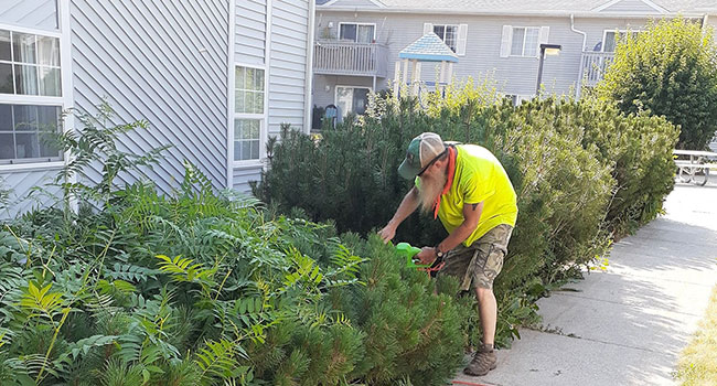Hedge Trimming in Sandpoint ,ID